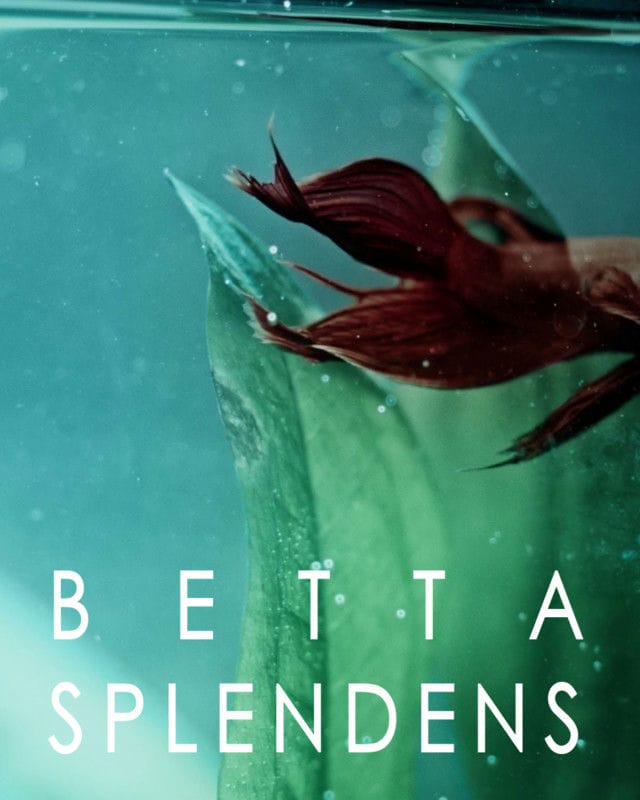 Betta Splendens-POSTER-28